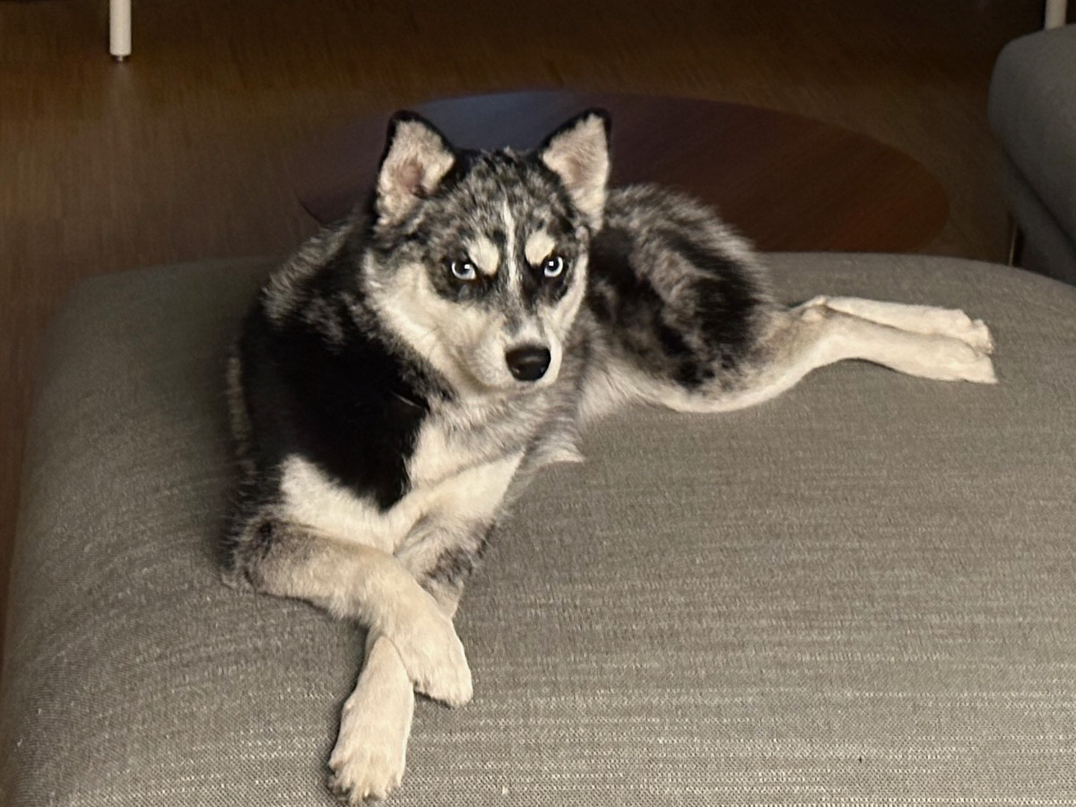 Pomsky history