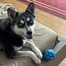 Dog Balls