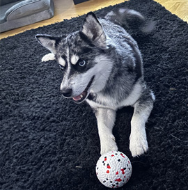 Dog Ball 2pc
