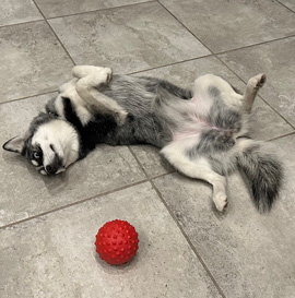 Squeaky Ball