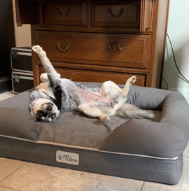 Dog Beds