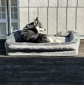 Orthopedic Dog Bed
