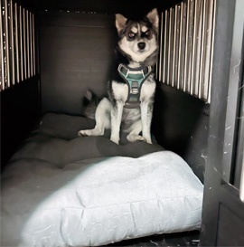 PetFusion Dog Bed