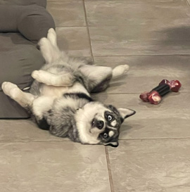 Dog Bones