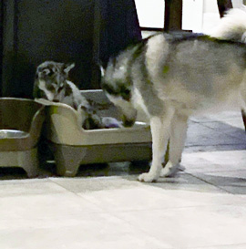 Elevated Dog Bowls