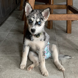 Dog Diapers