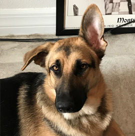 Ear Solution