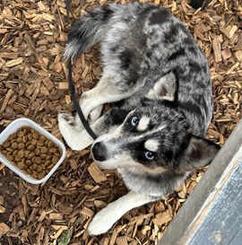 Dog Food