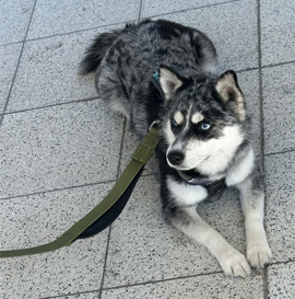 Heavy Duty Leash