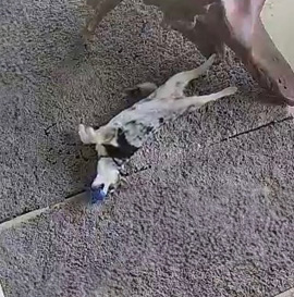 Indoor Doormat