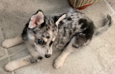 December 2020 — Wuta comes home