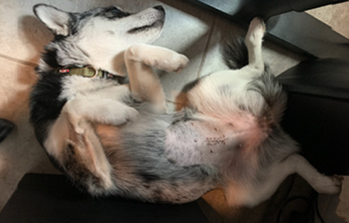 July 2021 — Wuta's spay surgery